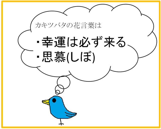 カキツバタ.png